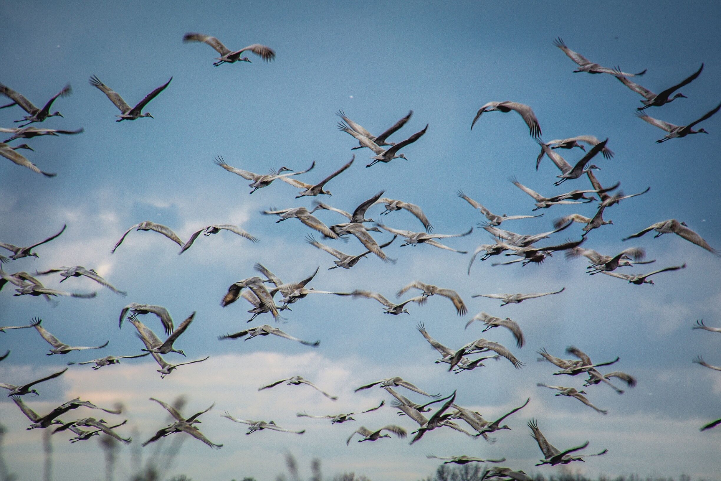 Great day today following the Sandhill Cranes at Goose Pond in Linton Indiana

#FindingtheUniverse