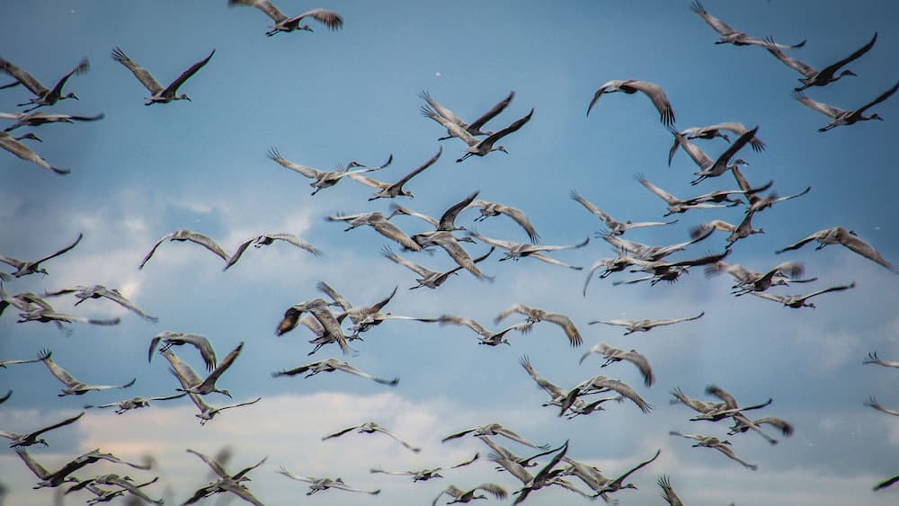Un vol d’oiseaux dans le ciel.
