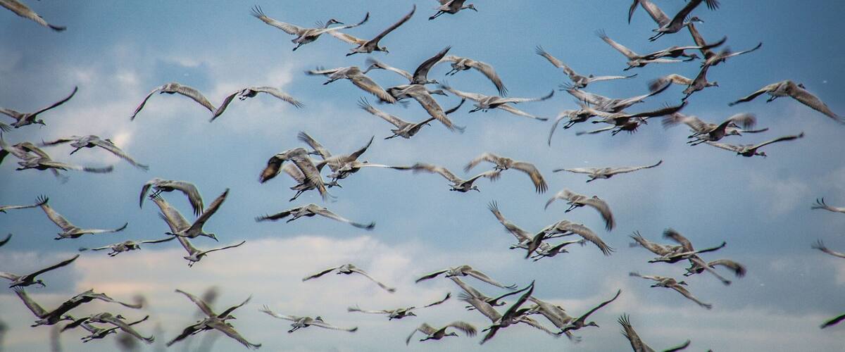 A flock of birds flying in the sky.