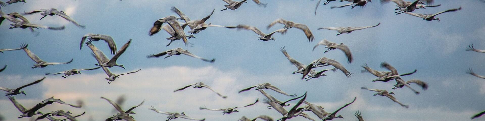 A flock of birds flying in the sky.