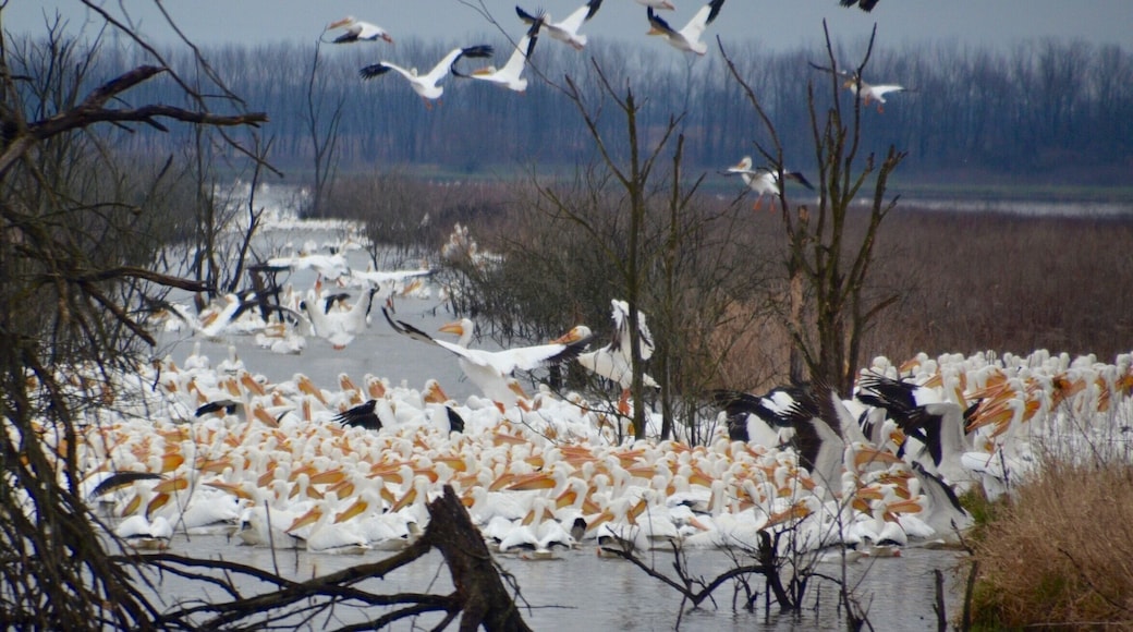 American Pelicans are still at Goose Pond FWA. These were feeding and the channel was so full, there was a queue waiting to get in on the action.