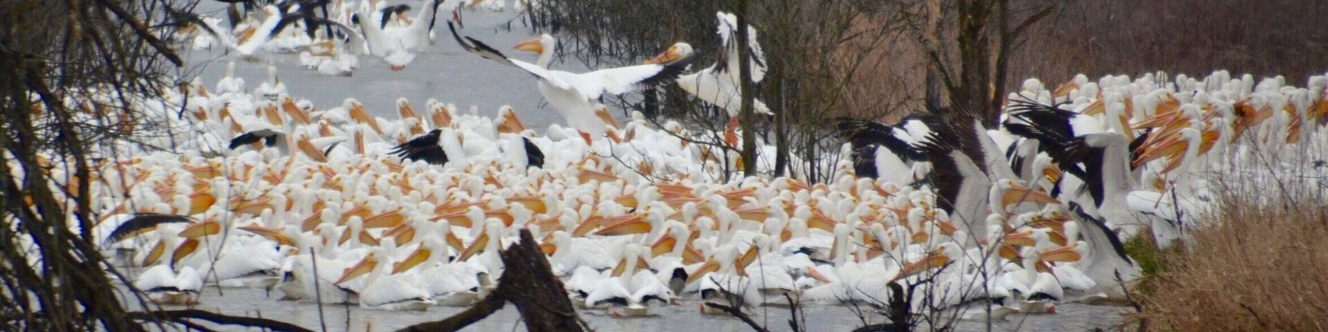 American Pelicans are still at Goose Pond FWA. These were feeding and the channel was so full, there was a queue waiting to get in on the action.