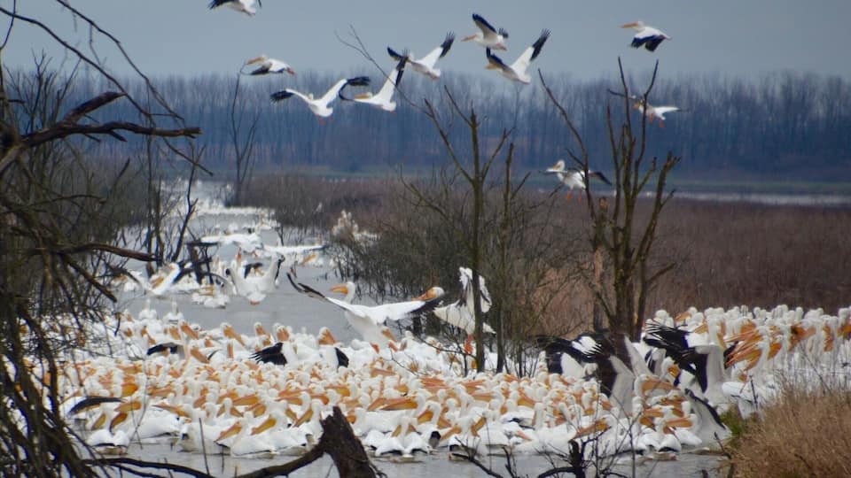 A flock of pelicans near a body of water with trees in the background.