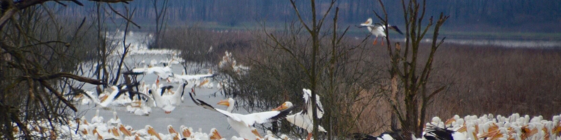 American Pelicans are still at Goose Pond FWA. These were feeding and the channel was so full, there was a queue waiting to get in on the action.