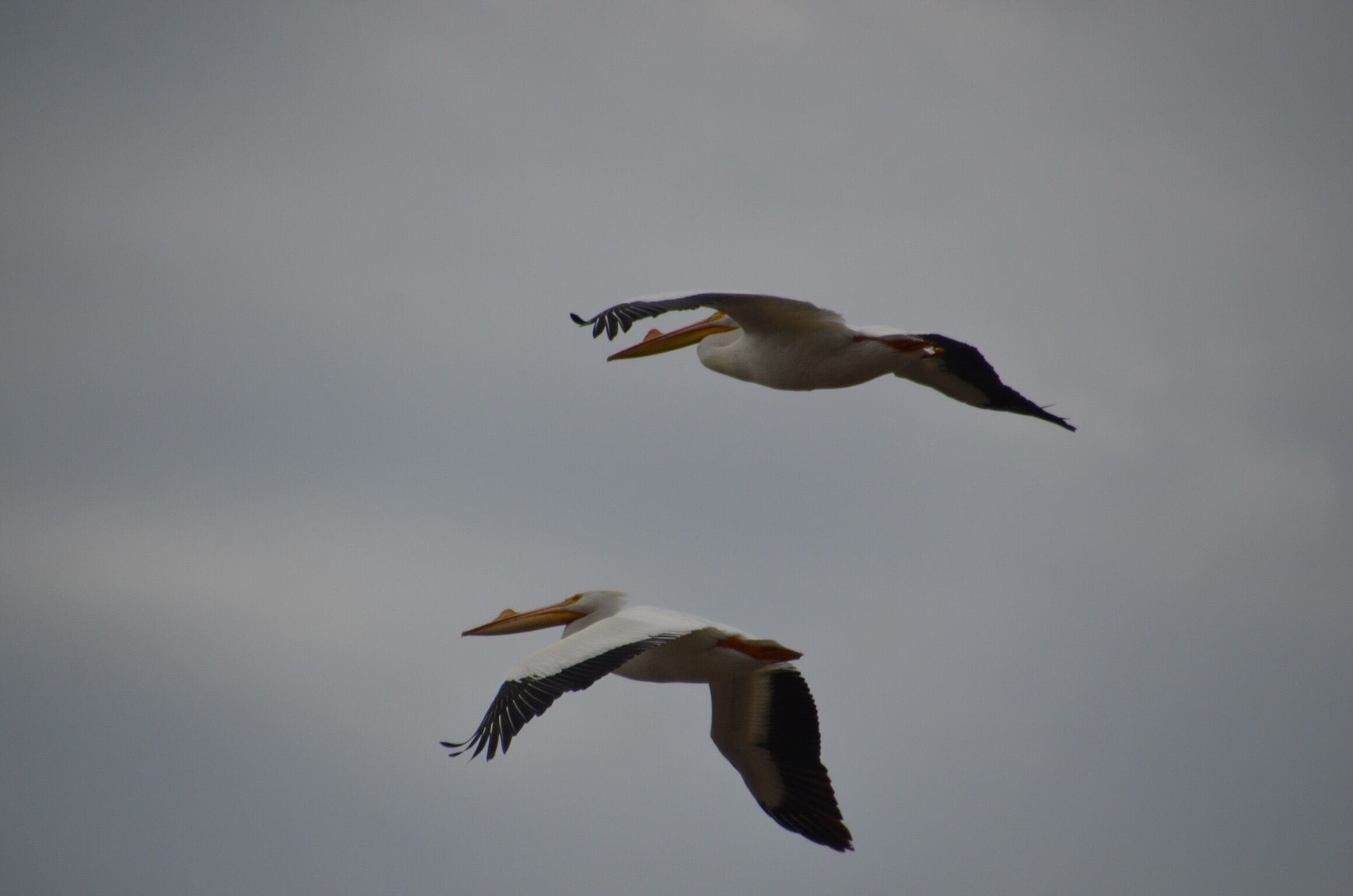 Today was American Pelican spotting day at Goose Pond. Close to 1000 Pelicans flying between three pools of water. Absolutely beautiful. 