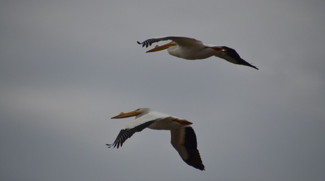 Today was American Pelican spotting day at Goose Pond. Close to 1000 Pelicans flying between three pools of water. Absolutely beautiful.