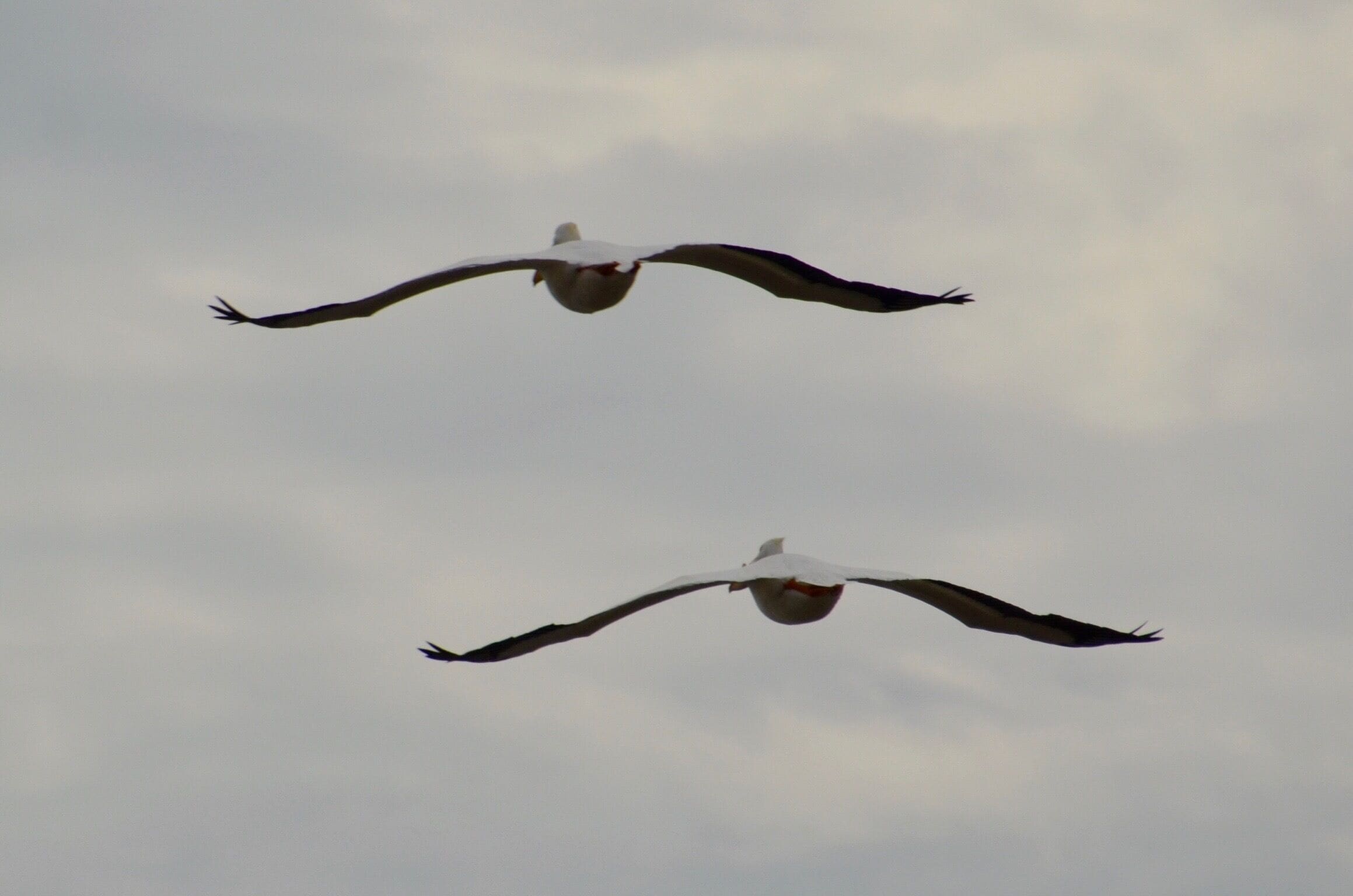 Today was American Pelican spotting day at Goose Pond. Close to 1000 Pelicans flying between three pools of water. Absolutely beautiful. 