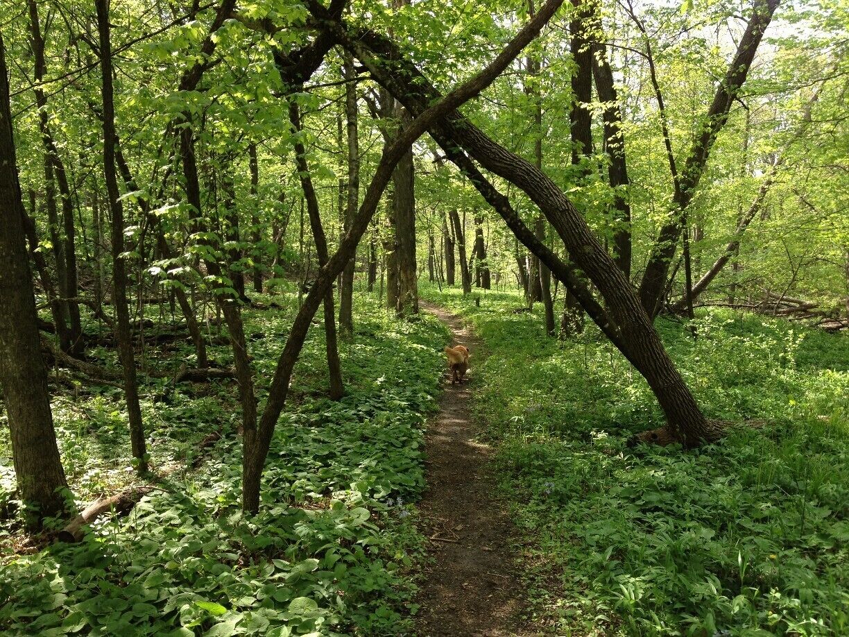 Beautiful hiking trails that wind through this dense forest near Estherville, Iowa. Lots of wildlife such as white tail deer, and enchanting wooden bridges crossing over forest streams.