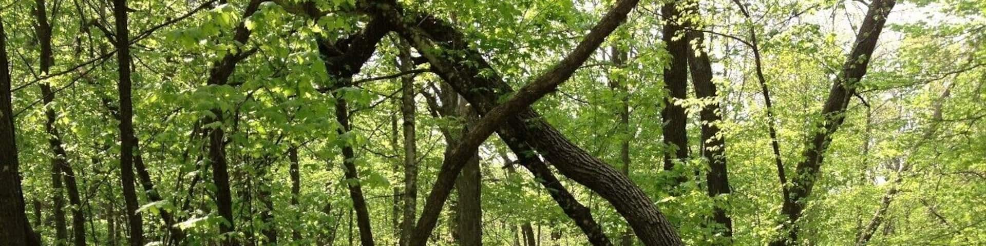 Beautiful hiking trails that wind through this dense forest near Estherville, Iowa. Lots of wildlife such as white tail deer, and enchanting wooden bridges crossing over forest streams.