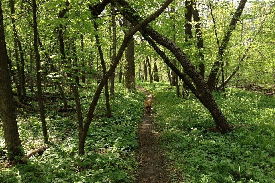 A forest path surrounded by lush green foliage and trees.