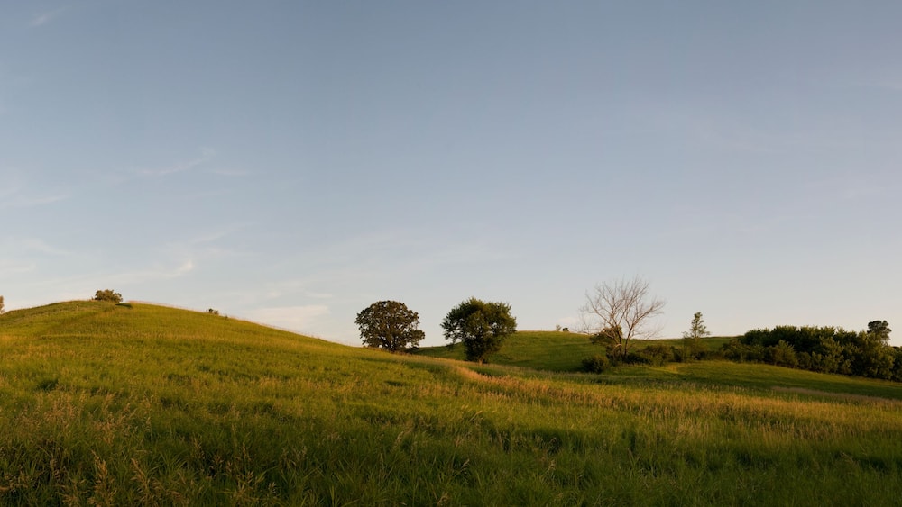 Welliges, grünes Gelände, ein klarer Himmel und vereinzelte Bäume.