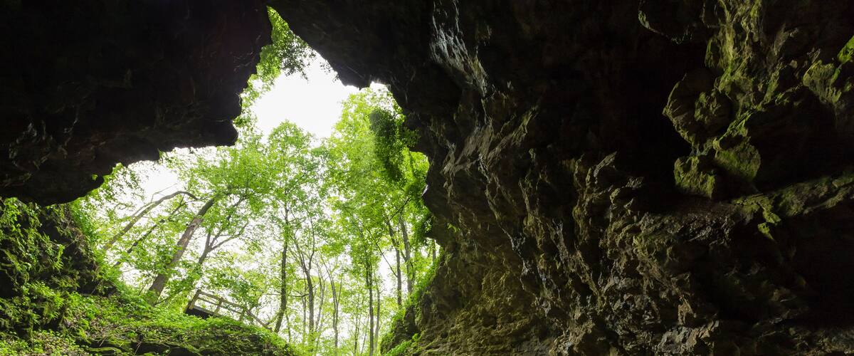 A wooden staircase leading into a cave with green moss and trees visible through the opening.