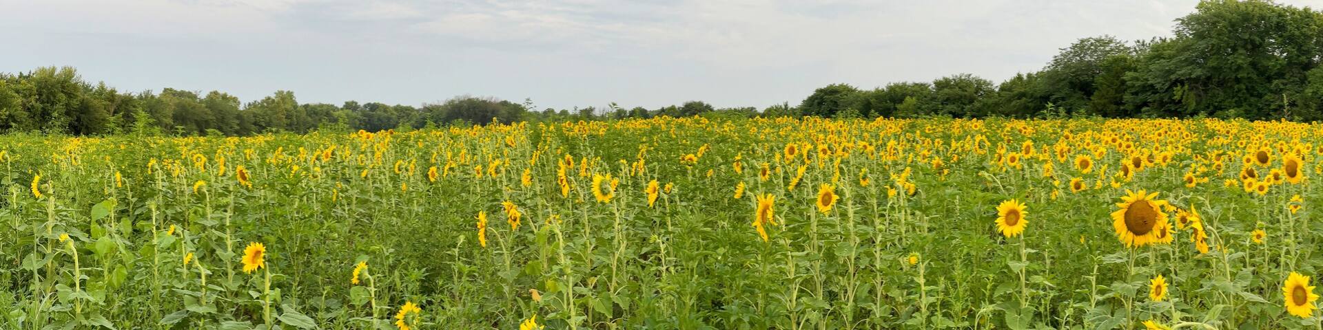 Beautiful Public Sunflower Near Hillsdale Kansas