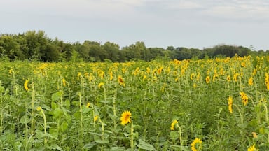 Beautiful Public Sunflower Near Hillsdale Kansas