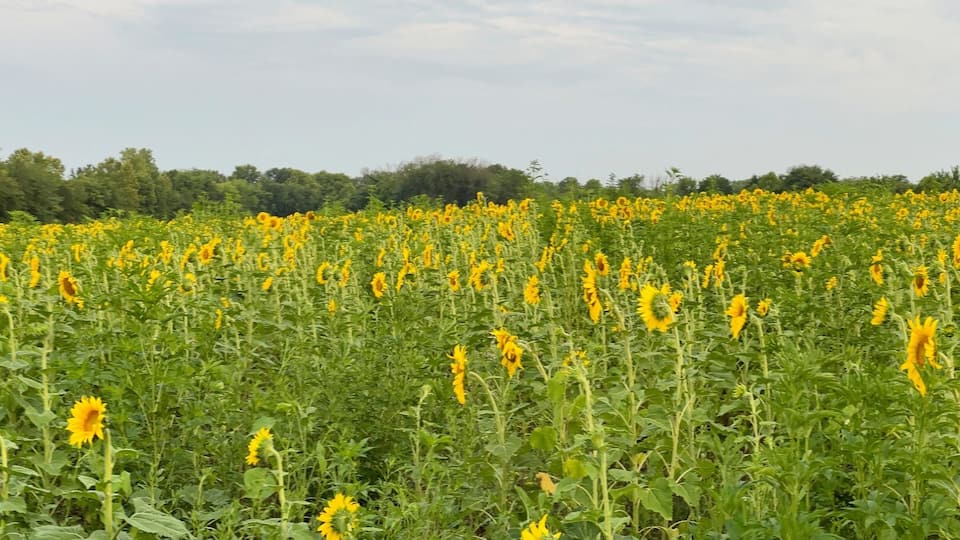 A sunflower field with a forest in the background.