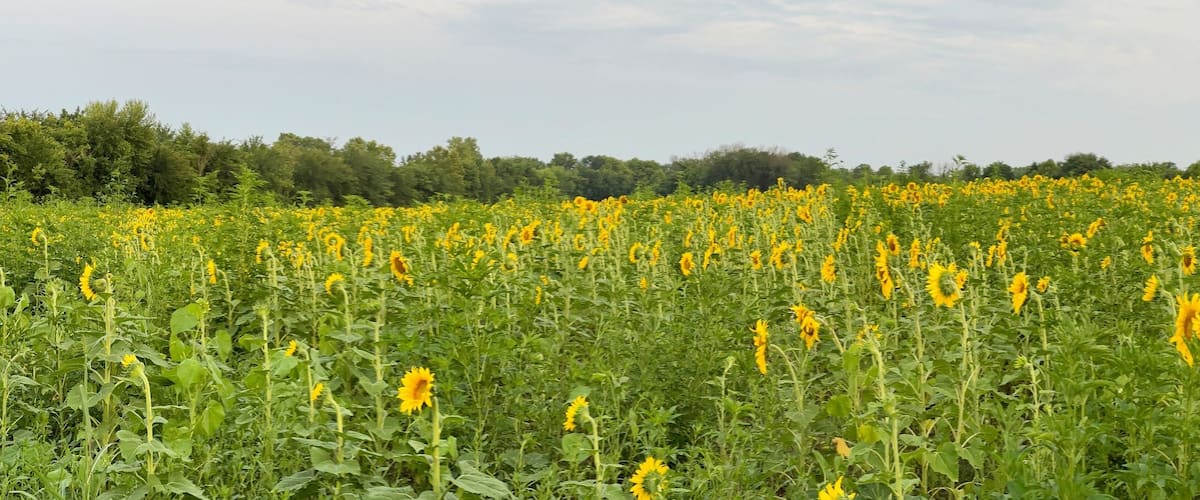 A sunflower field with a forest in the background.