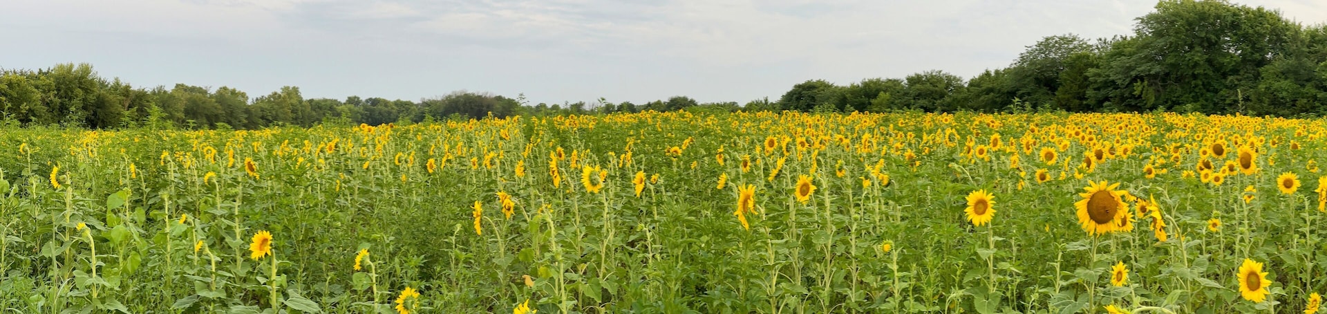 A sunflower field with a forest in the background.