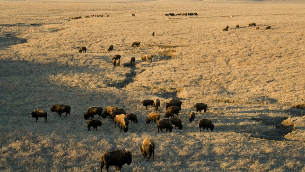 A herd of bison grazing in a dry grass field with rolling hills in the background.