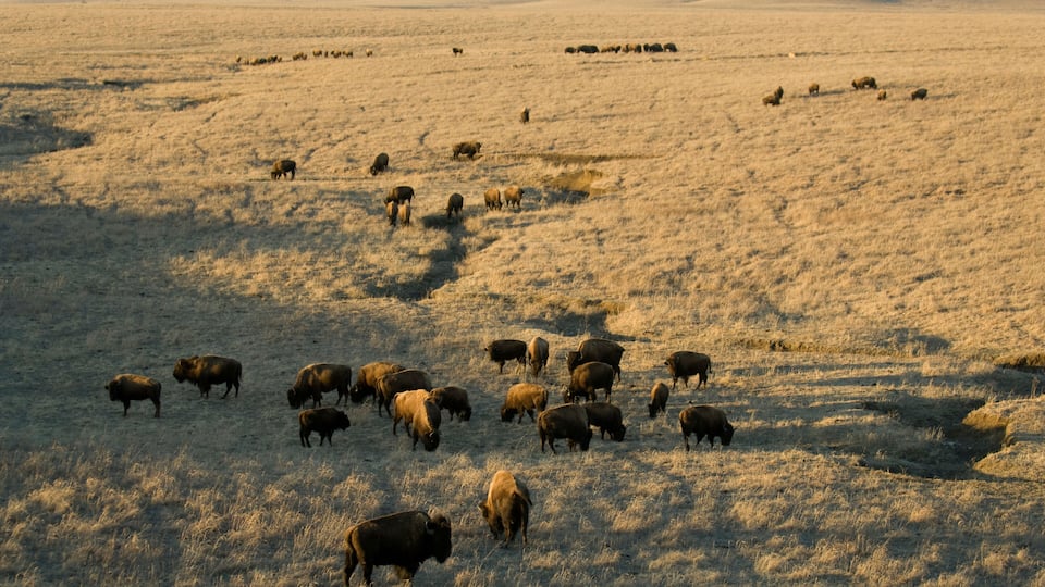 A herd of bison grazing in a dry grass field with rolling hills in the background.