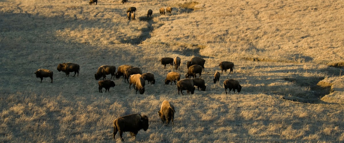 A herd of bison grazing in a dry grass field with rolling hills in the background.