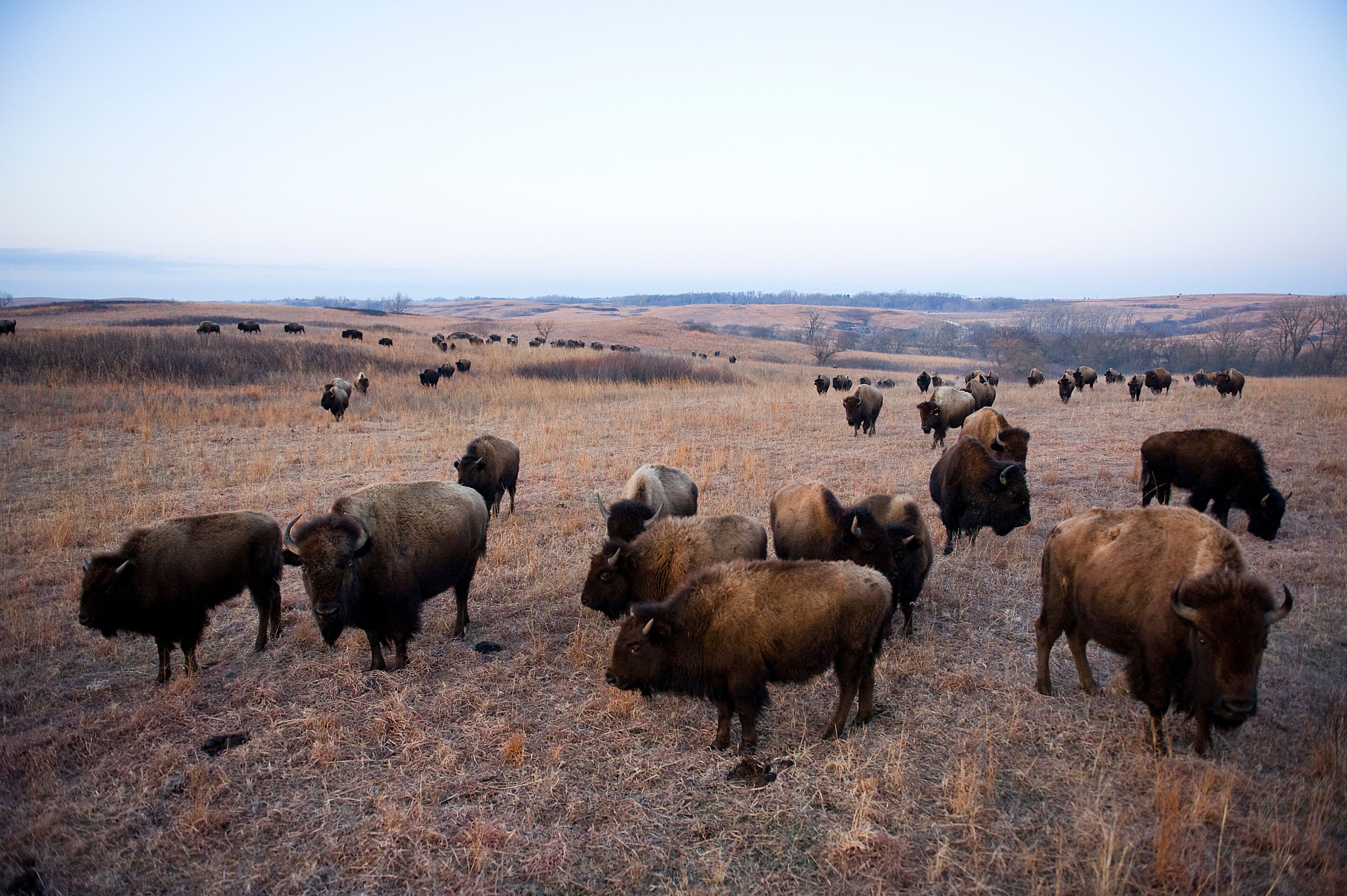 Wild American bison (Bison bison) roam on a game preserve in Kansas, USA; Canton, Kansas, United States of America
