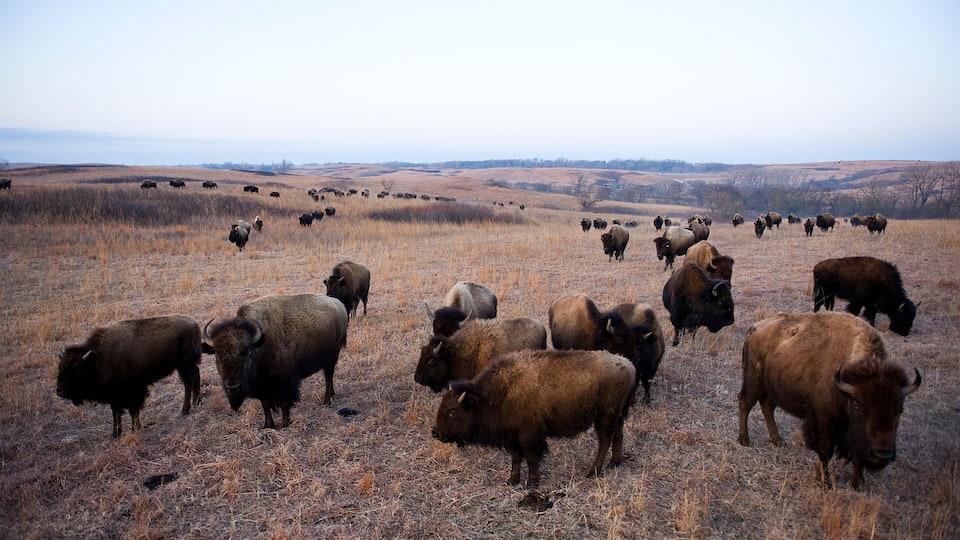 A herd of bison grazing in a dry grass field with rolling hills in the background.