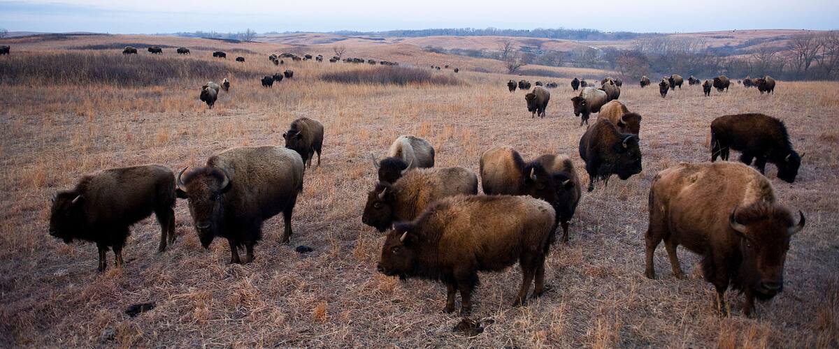 Wild American bison (Bison bison) roam on a game preserve in Kansas, USA; Canton, Kansas, United States of America