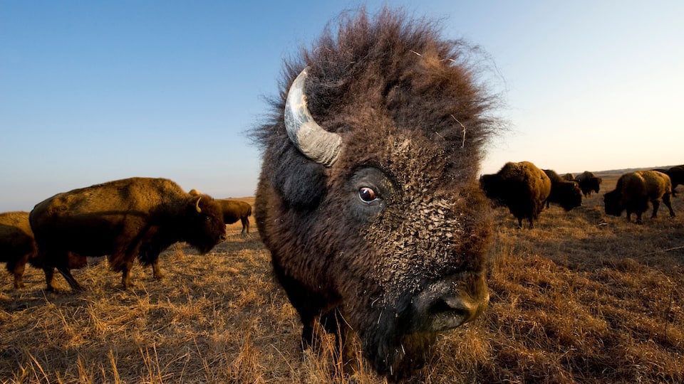 A bison in a grassy field with other bison in the background.