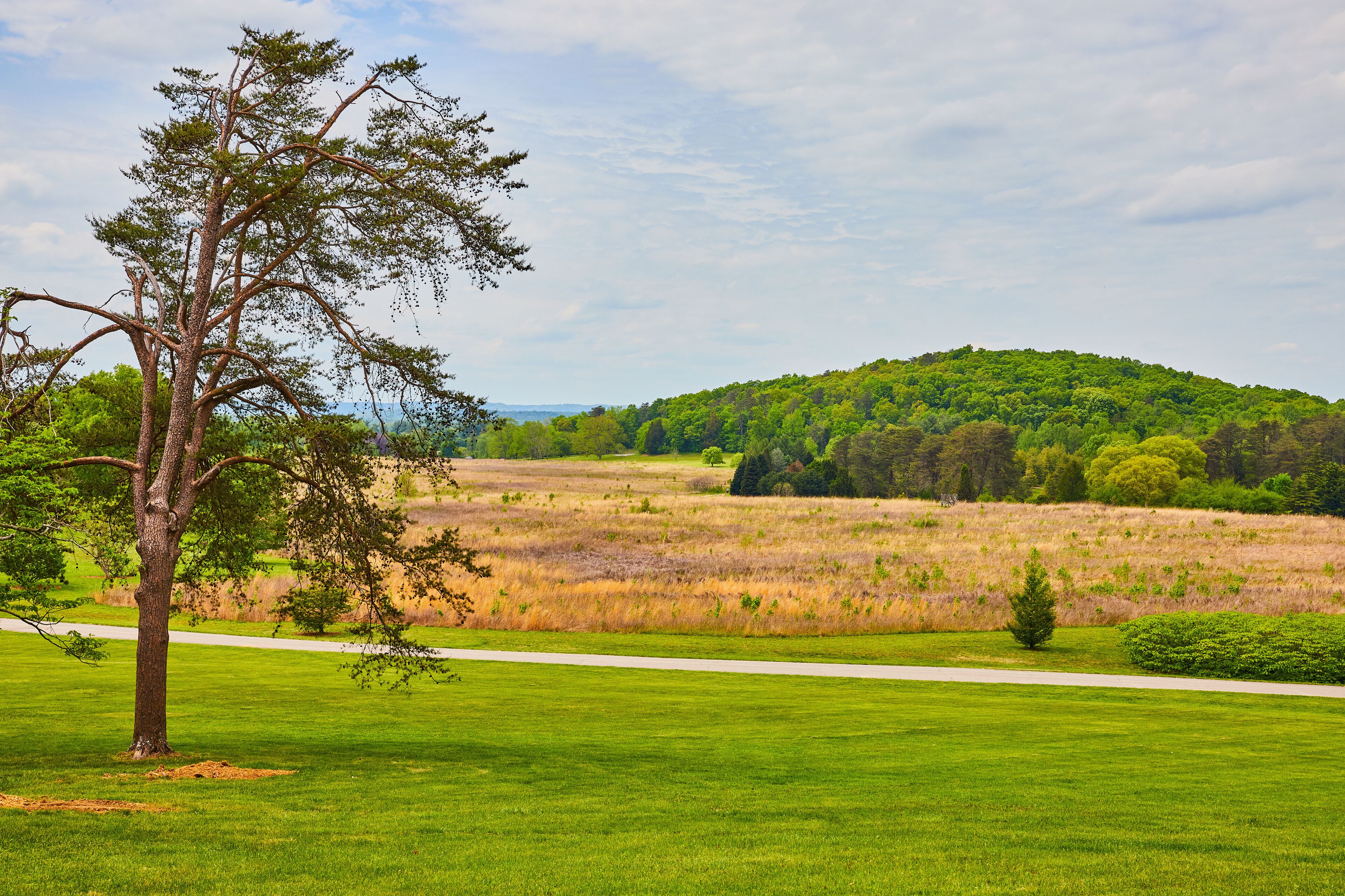 Large lone tree in field with road separating it from fallow field and distant green forest atop hill