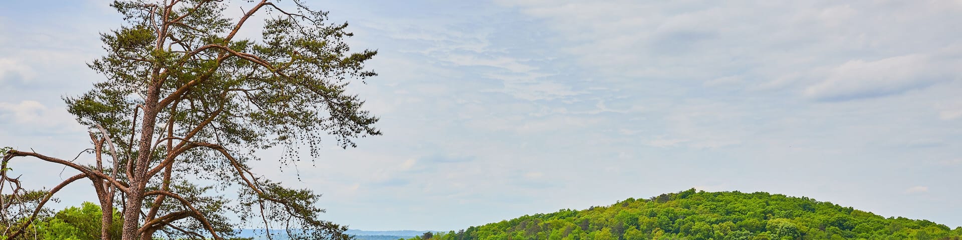 Large lone tree in field with road separating it from fallow field and distant green forest atop hill
