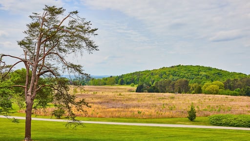 Large lone tree in field with road separating it from fallow field and distant green forest atop hill