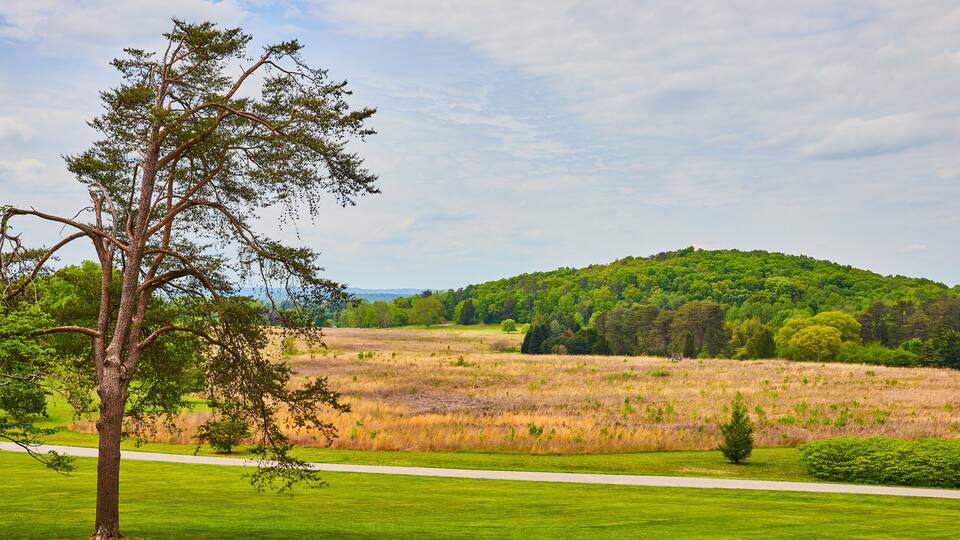 A grassy field with a tree and a hill in the background.