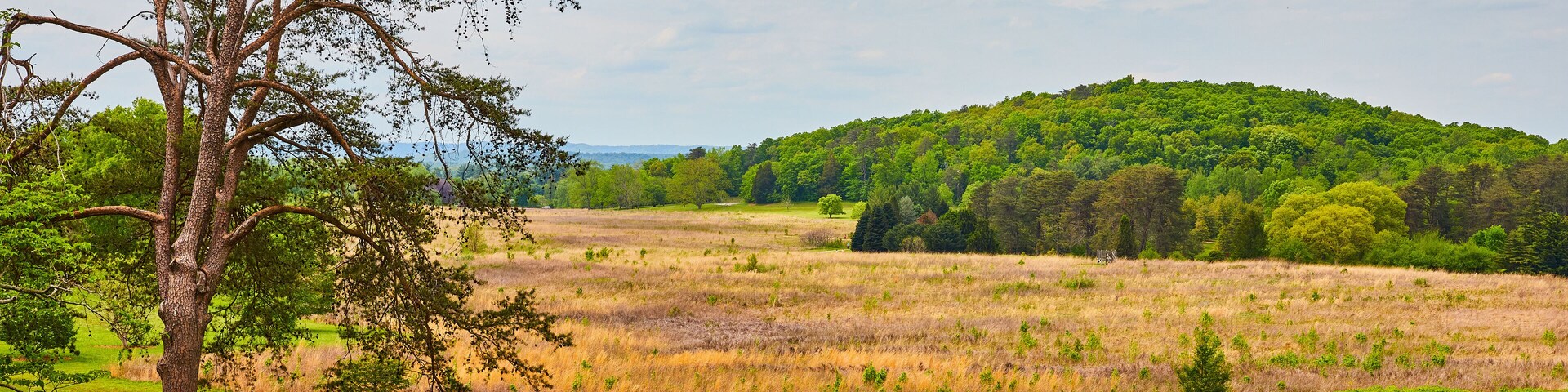 Large lone tree in field with road separating it from fallow field and distant green forest atop hill