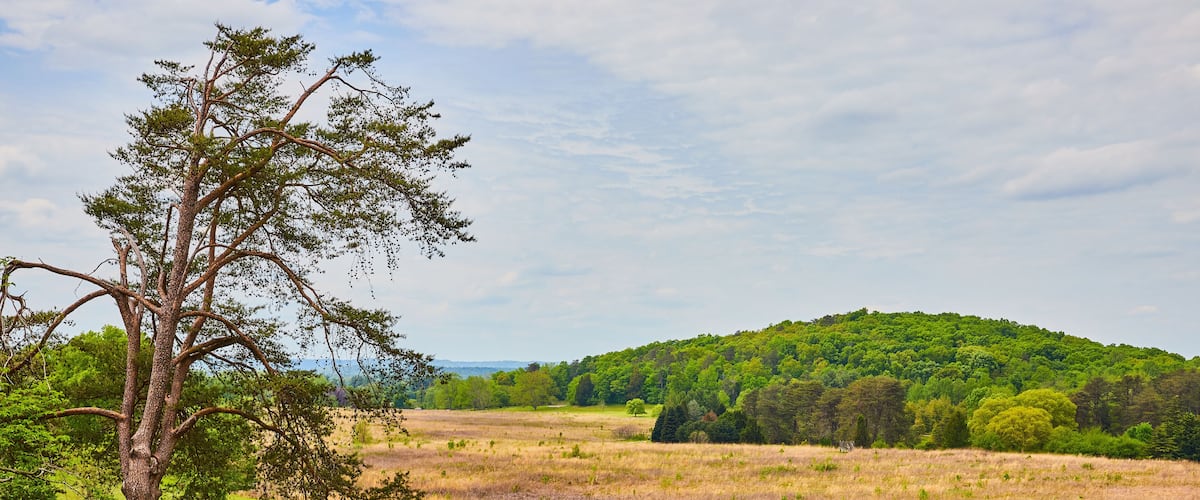 A grassy field with a tree and a hill in the background.