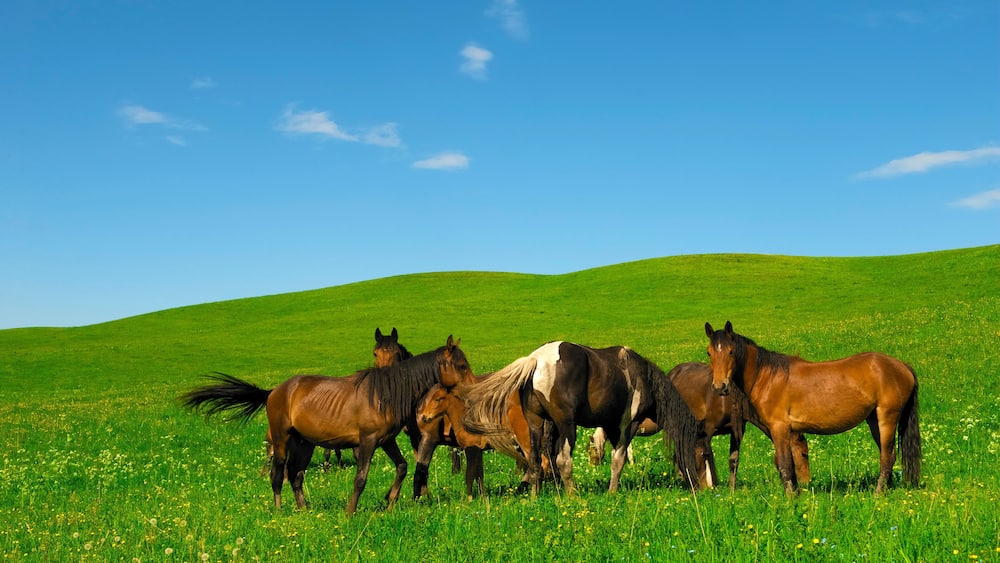 Horses