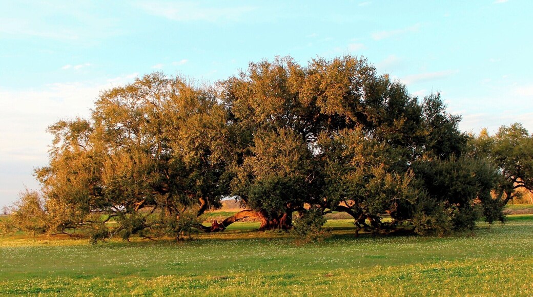 An immense oak tree somewhere on the road to Palmetto Island state park in Lousiana. The location may not be exact.