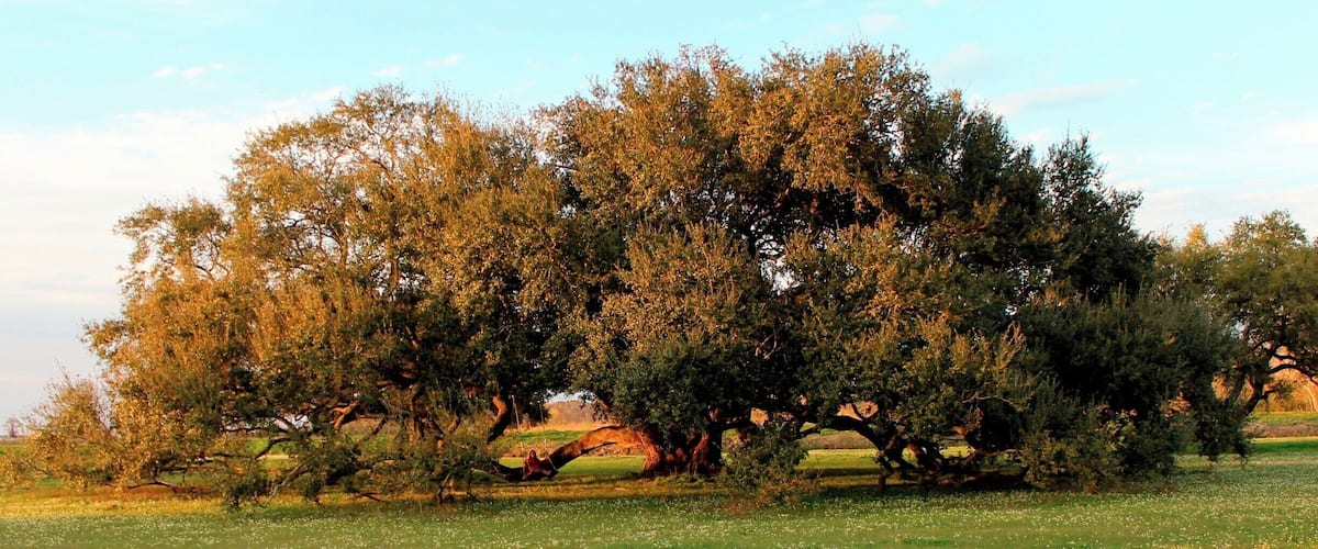 An immense oak tree somewhere on the road to Palmetto Island state park in Lousiana. The location may not be exact.