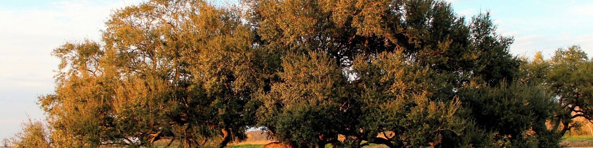 An immense oak tree somewhere on the road to Palmetto Island state park in Lousiana. The location may not be exact.