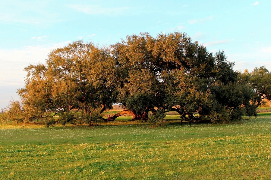 An immense oak tree somewhere on the road to Palmetto Island state park in Lousiana. The location may not be exact.