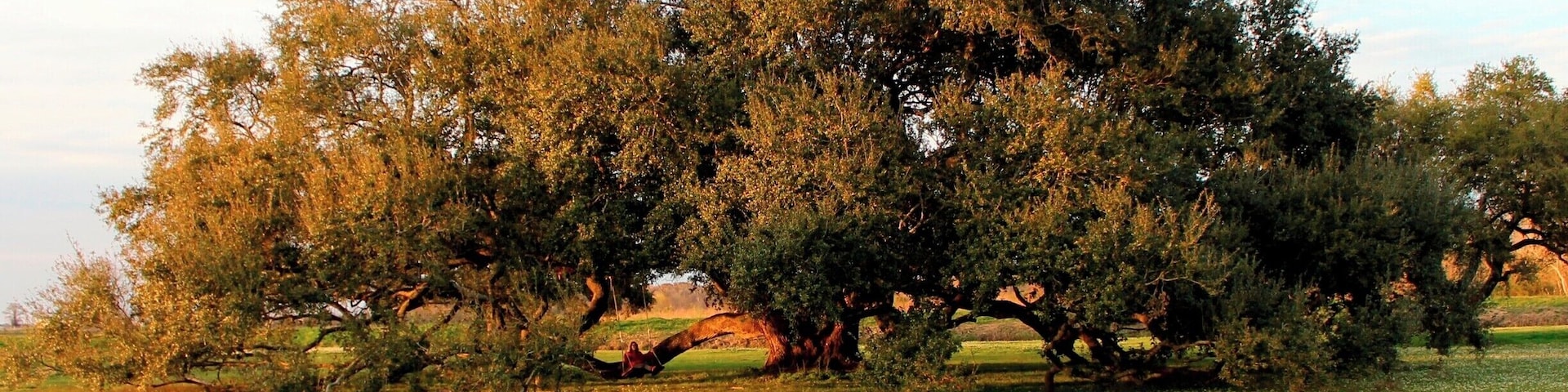 An immense oak tree somewhere on the road to Palmetto Island state park in Lousiana. The location may not be exact.