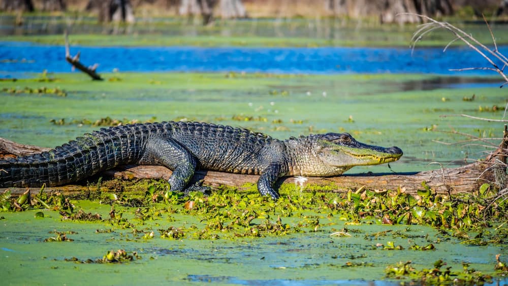 A large American Crocodile in Abbeville, Louisiana