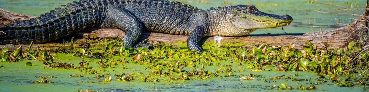 A large American Crocodile in Abbeville, Louisiana