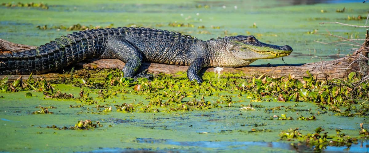 A large American Crocodile in Abbeville, Louisiana