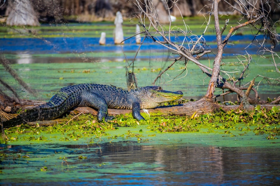 A large American Crocodile in Abbeville, Louisiana
