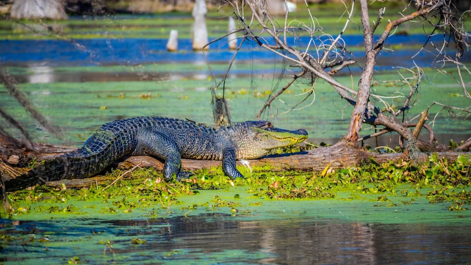 A large American Crocodile in Abbeville, Louisiana