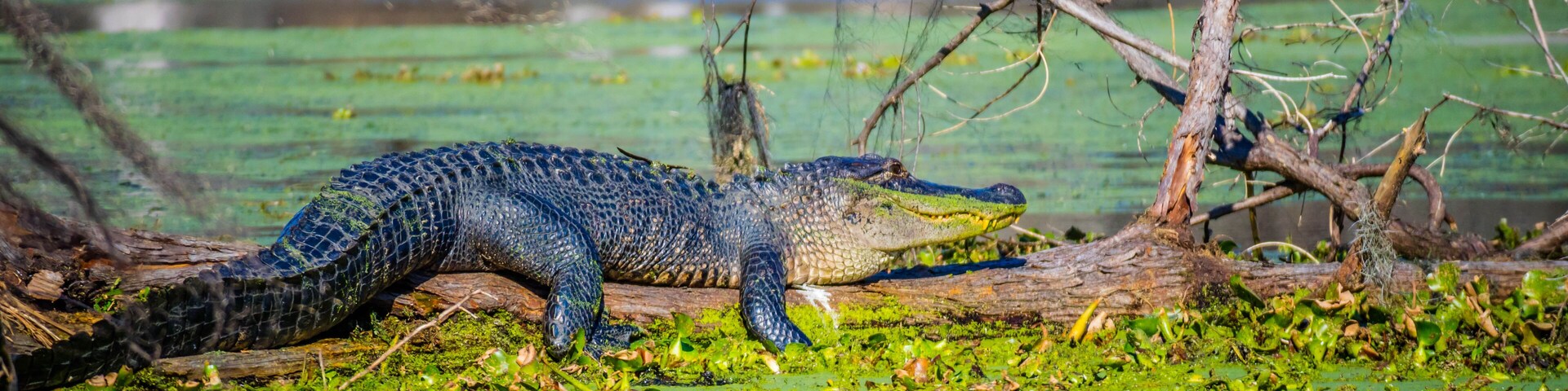A large American Crocodile in Abbeville, Louisiana