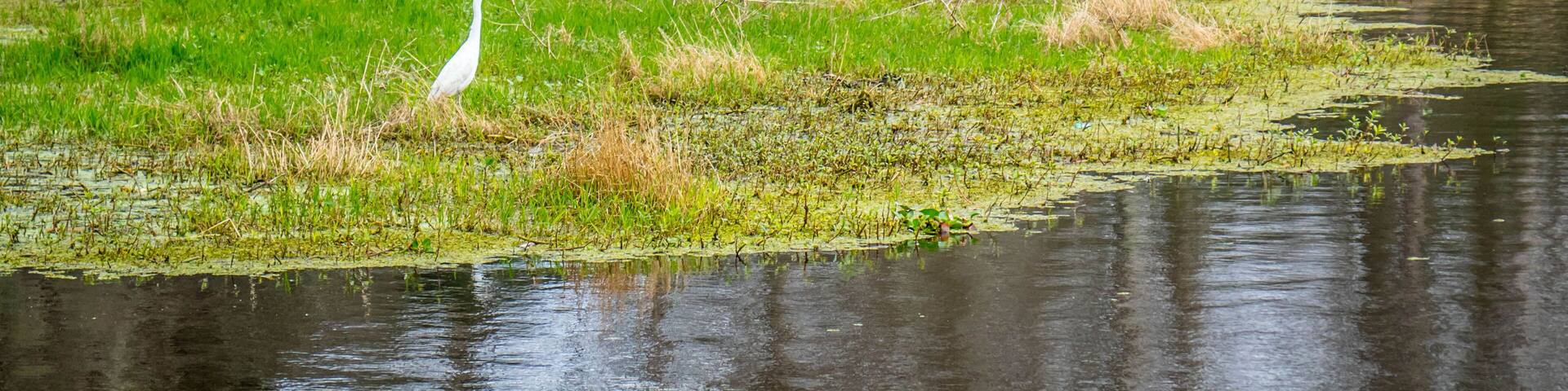 A Great White Egret in Abbeville, Louisiana