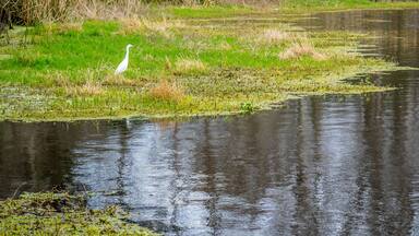 A Great White Egret in Abbeville, Louisiana