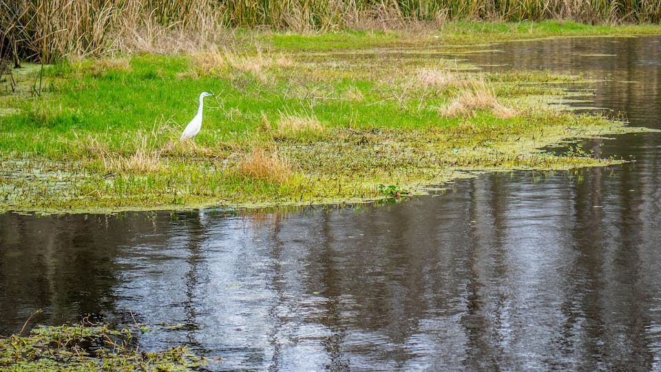 A Great White Egret in Abbeville, Louisiana