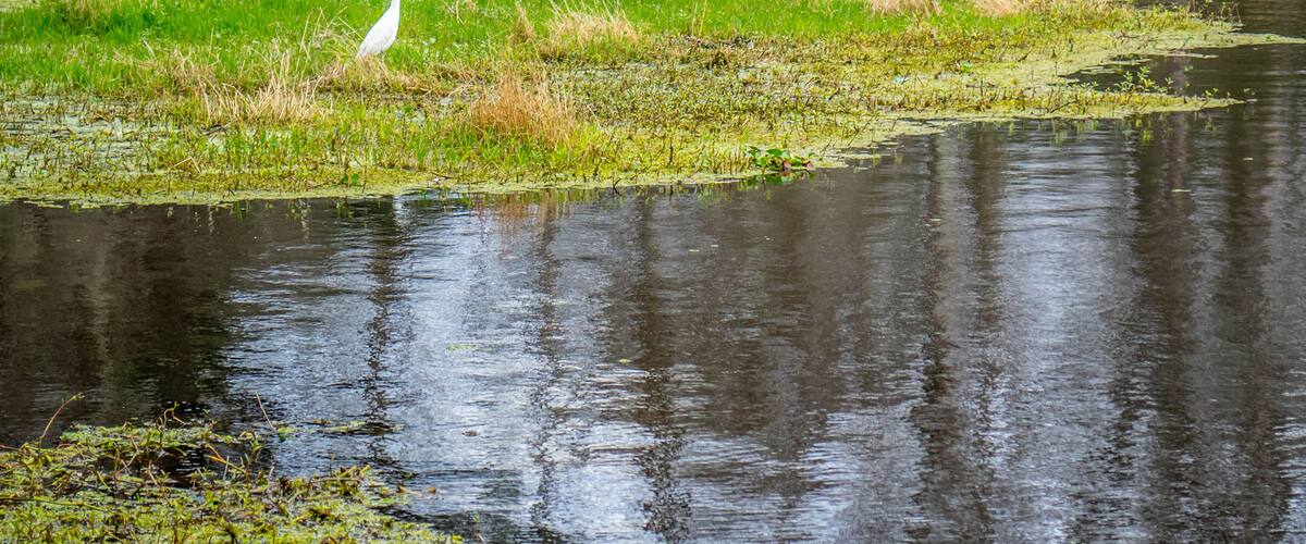 A white heron standing on the edge of a water body with green vegetation and reeds in the background.